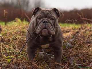 English Bulldog dogs in Doncaster - Advert 1