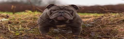 English Bulldog dogs for stud: HEALTH TESTED CLEAR & BOAS GRADED ZERO KC REG in Doncaster - Advert 1