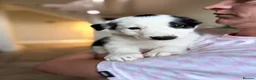 Border Collie dogs for sale: Pure breed Border Collies short and long hair - Advert 8