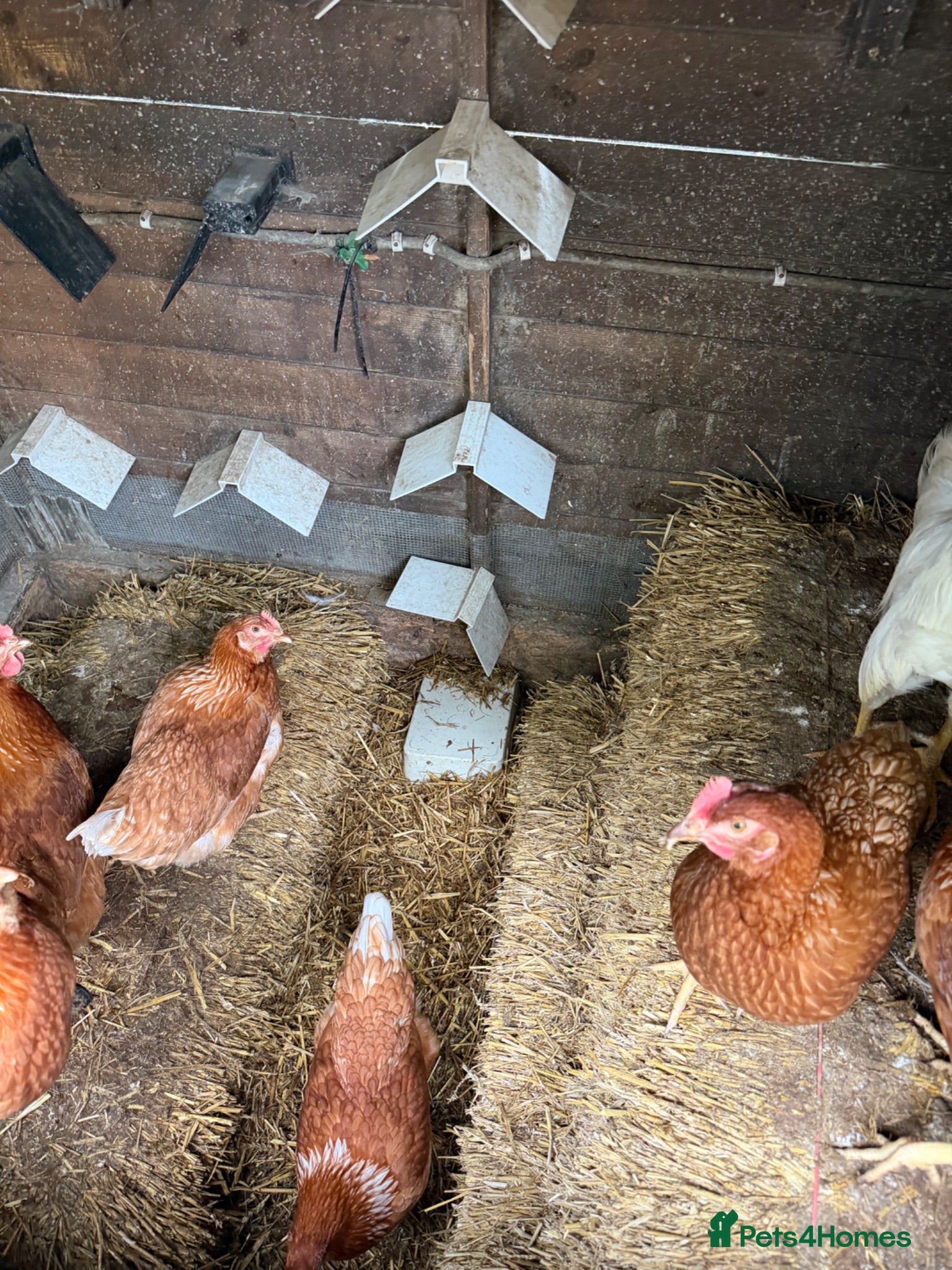 Chickens poultry Urgent Adoption: 13 Brown Layers (19 Weeks POL) 🐔 - Advert 5