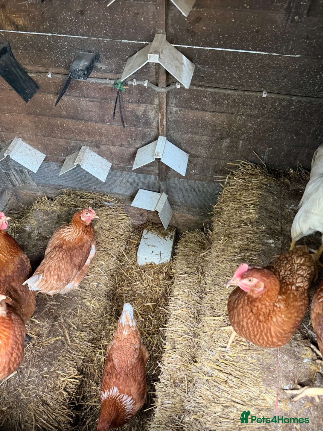 Chickens poultry for sale: Urgent Adoption: 13 Brown Layers (19 Weeks POL) 🐔 - Advert 1