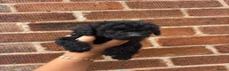 Sproodle dogs for sale: F1B sproodle puppies  - Advert 2