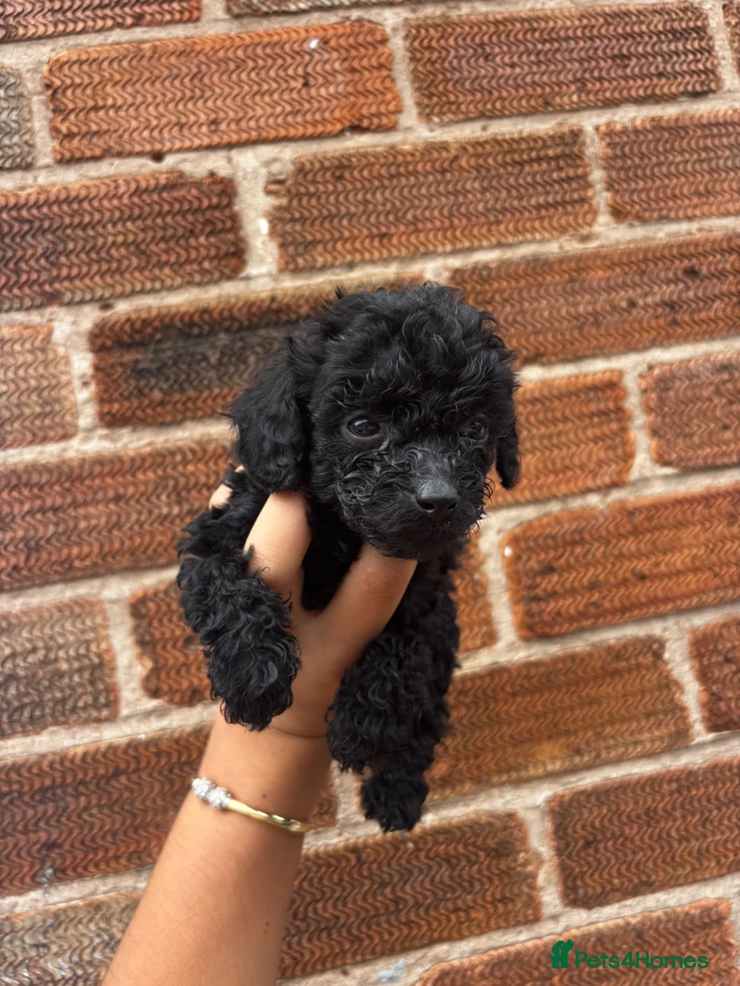 Sproodle dogs for sale: F1B sproodle puppies  - Advert 2