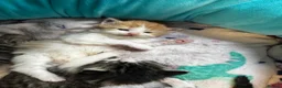 Mixed Breed cats for sale: 2 female and 2 male kittens  - Advert 4