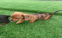Miniature Dachshund dogs for sale: 4 adorable miniature dachshund puppies  - Image 15