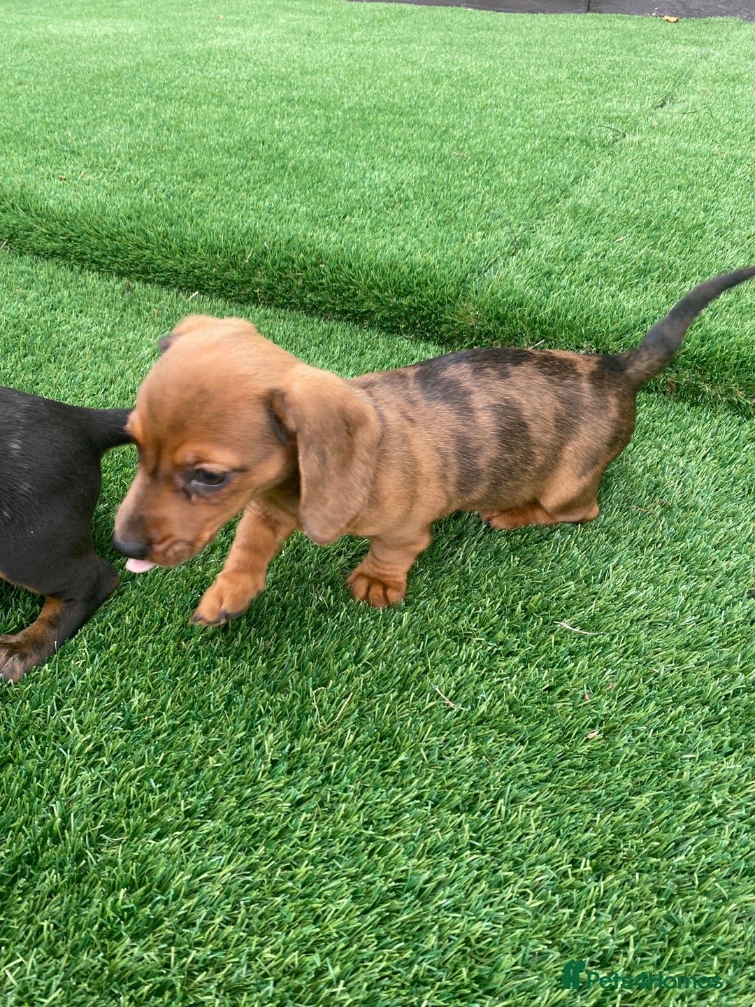 Miniature Dachshund dogs for sale: 4 adorable miniature dachshund puppies  - Image 15