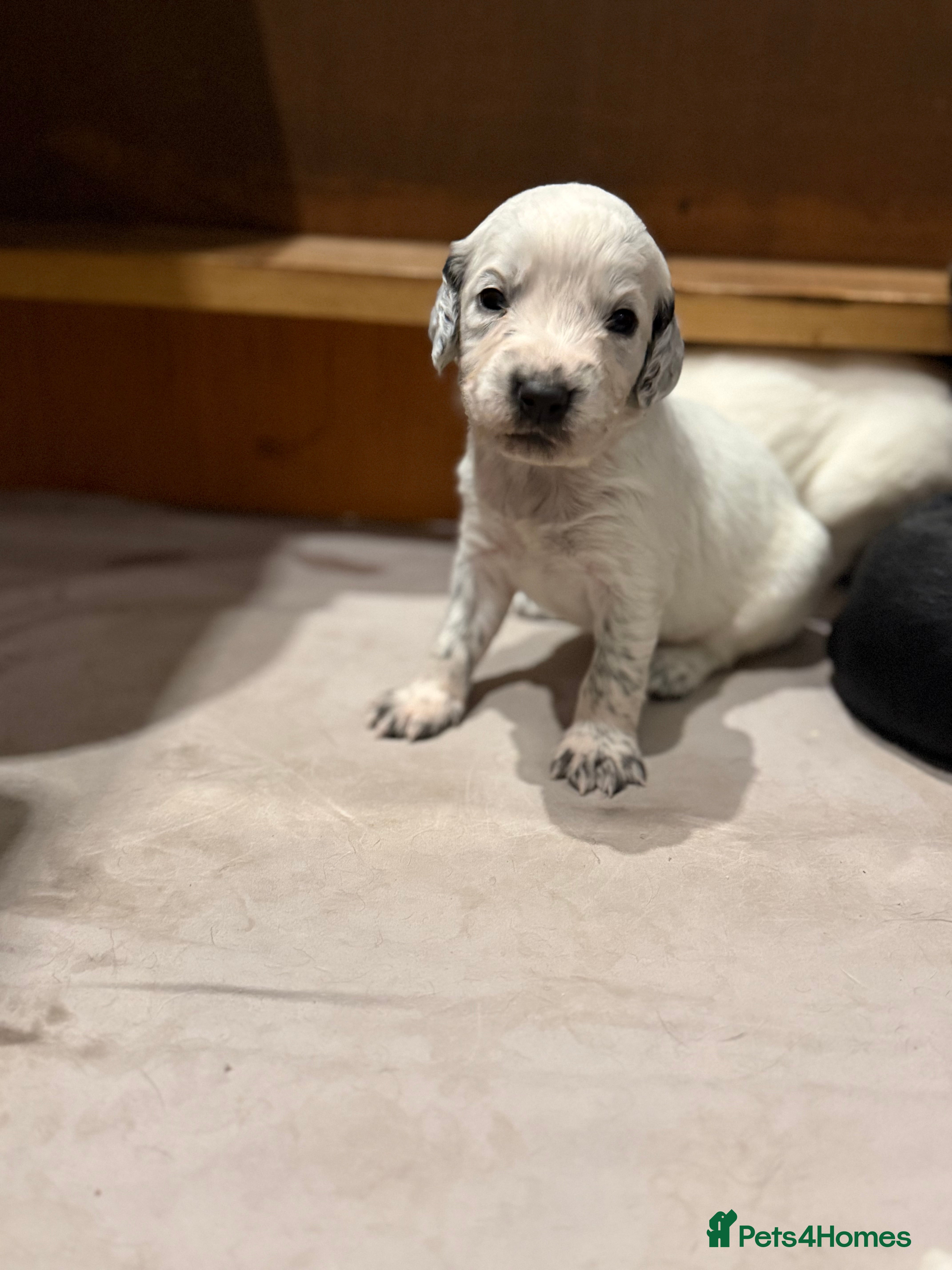 Sprocker dogs Sprocker puppies for sale 🐶  - Advert 8