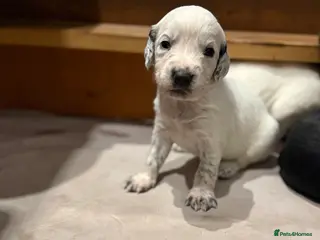 Sprocker dogs Sprocker puppies for sale 🐶 - Advert 8