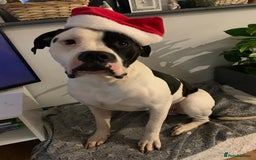 Mixed Breed dogs for sale: American bull staffs available in October  - Image 12