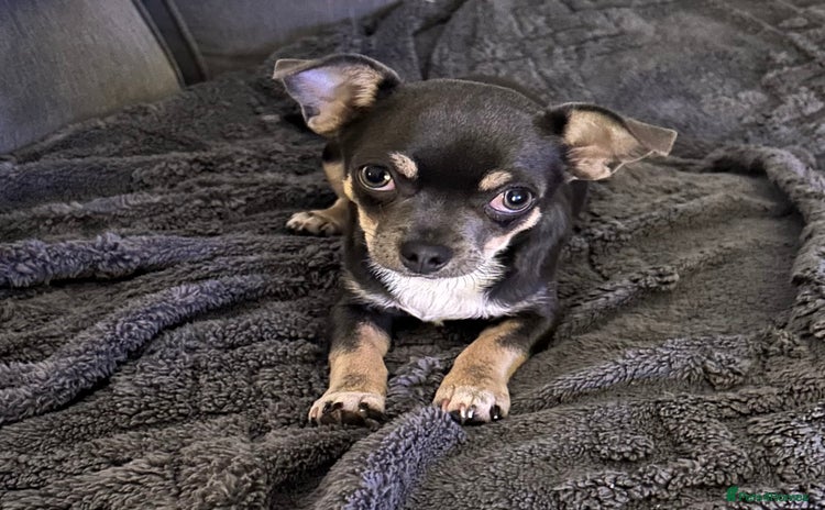 Chihuahua dogs - Advert 2