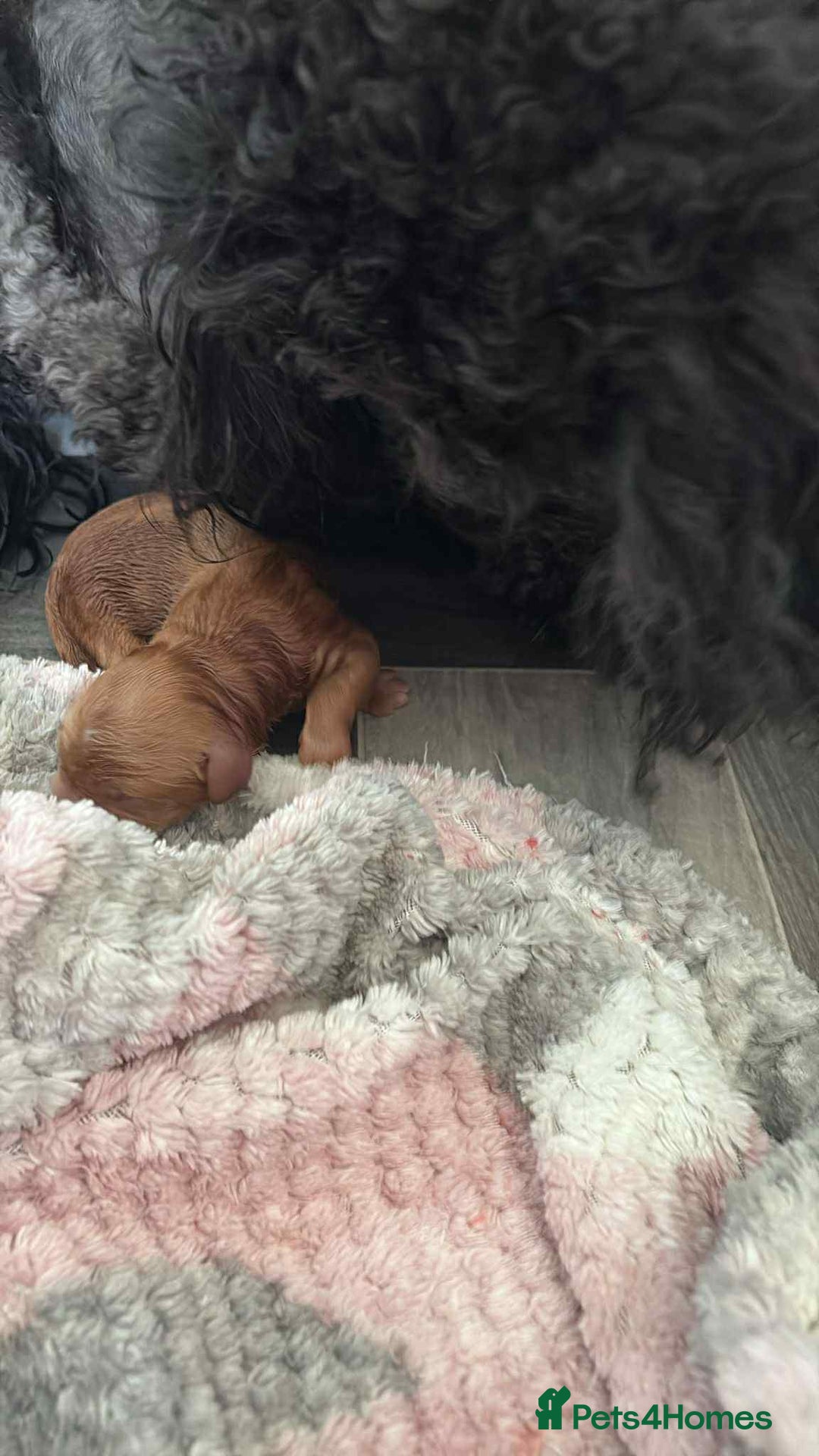 Cockapoo dogs for stud: Fox Red cockapoo F1 for stud  - Image 13