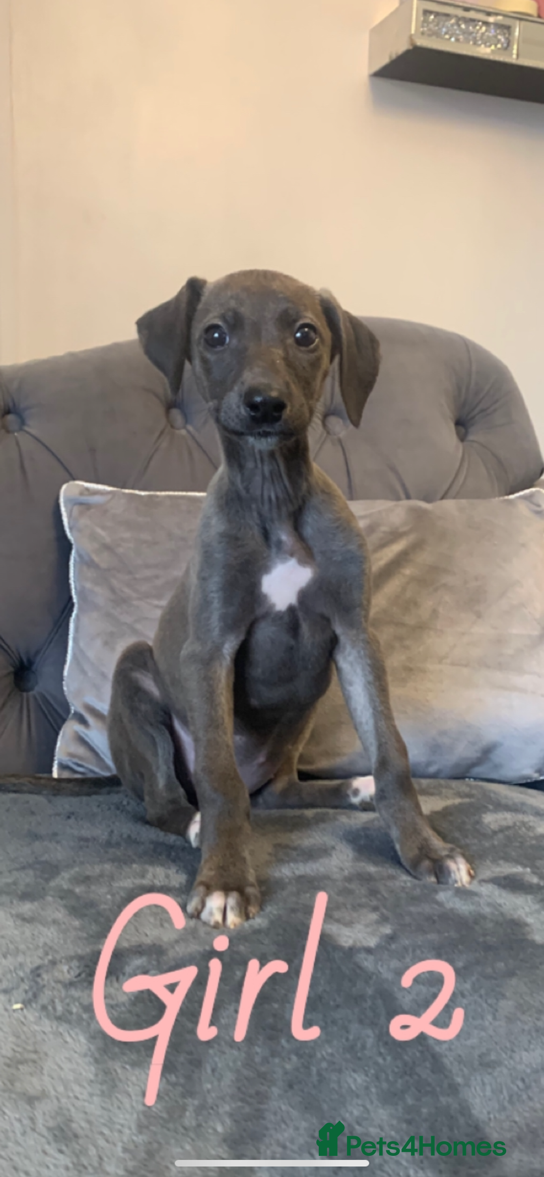 Lurcher dogs for sale: Beddlington whippet saluki greyhound  - Image 9