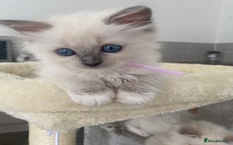 Ragdoll cats for sale: Ragdoll kittens ready now  - Image 2