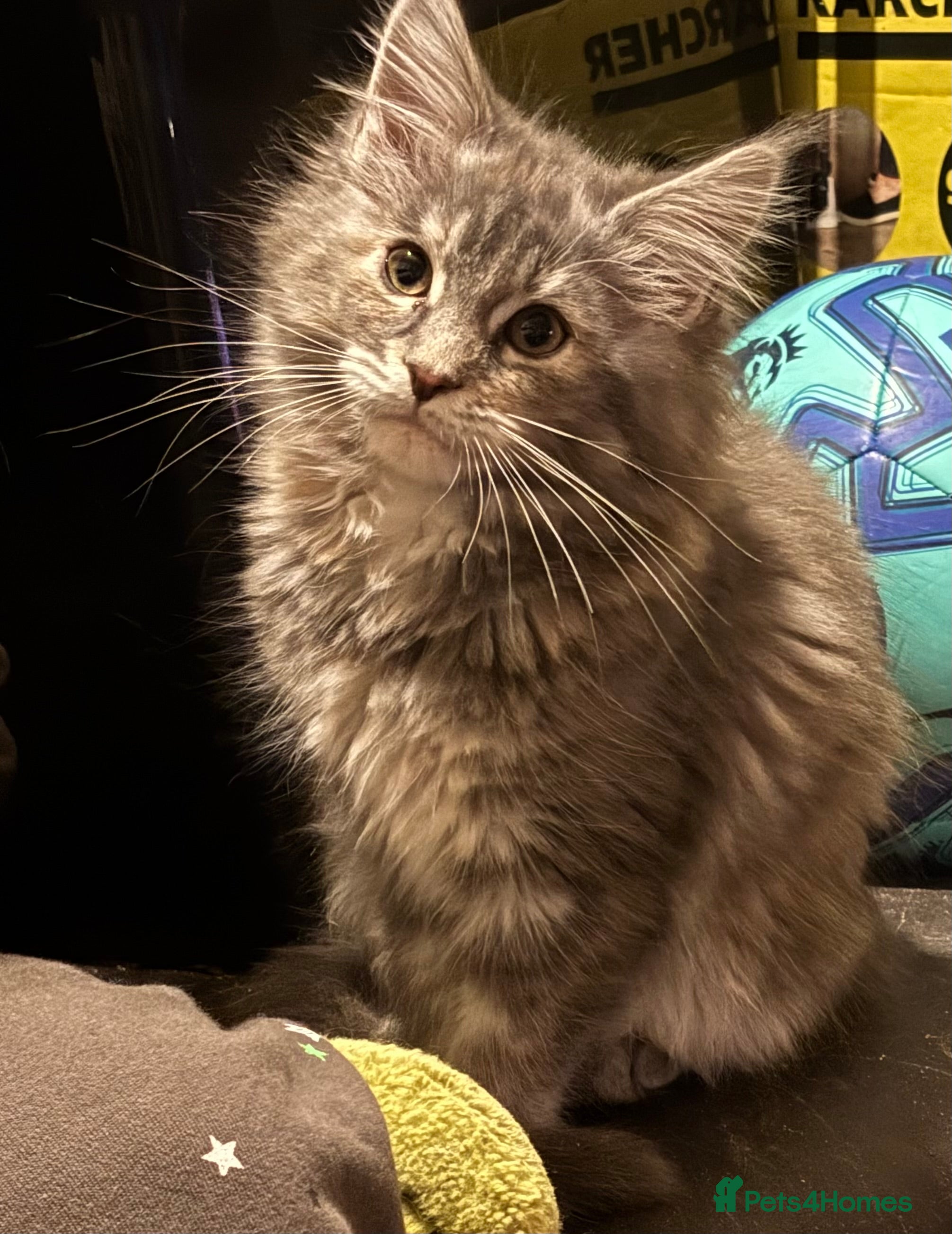 Maine Coon cats Maine coon pedigree Tica registered kittens  - Advert 13