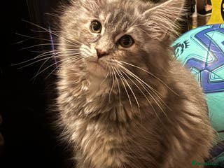 Maine Coon cats Maine coon pedigree Tica registered kittens - Advert 18