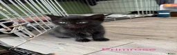 Mixed Breed cats for sale: Kittens for sale - Advert 7