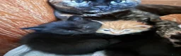 Domestic Shorthair cats for sale: 5 beautiful kittens  in Bromsgrove - Advert 7