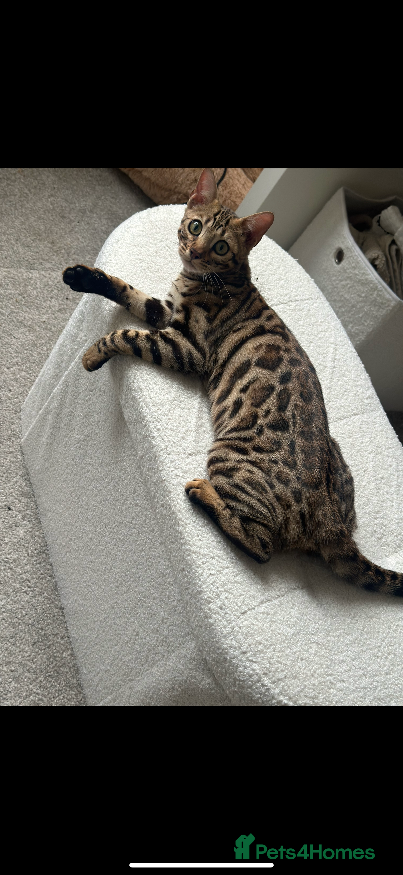 Bengal cats Bengal kittens  - Advert 1