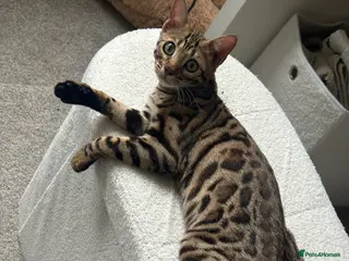 Bengal cats Bengal kittens - Advert 1