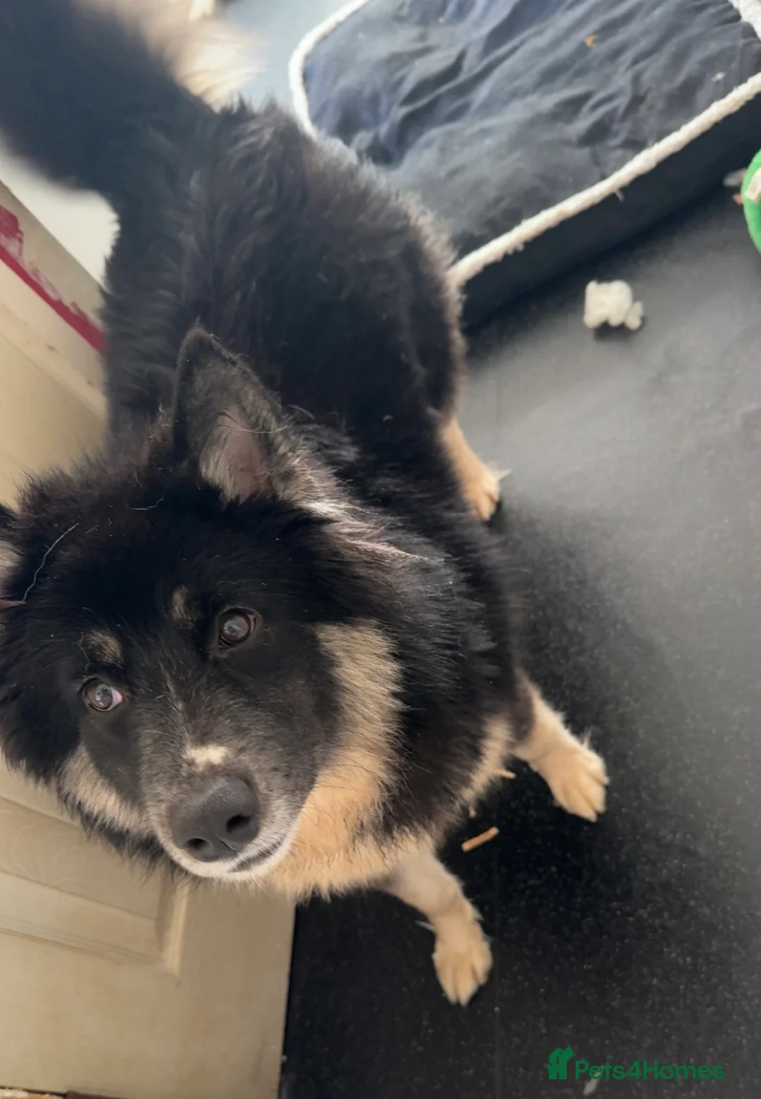 Utonagan dogs for sale: 10 month old husky x malamute - Advert 2