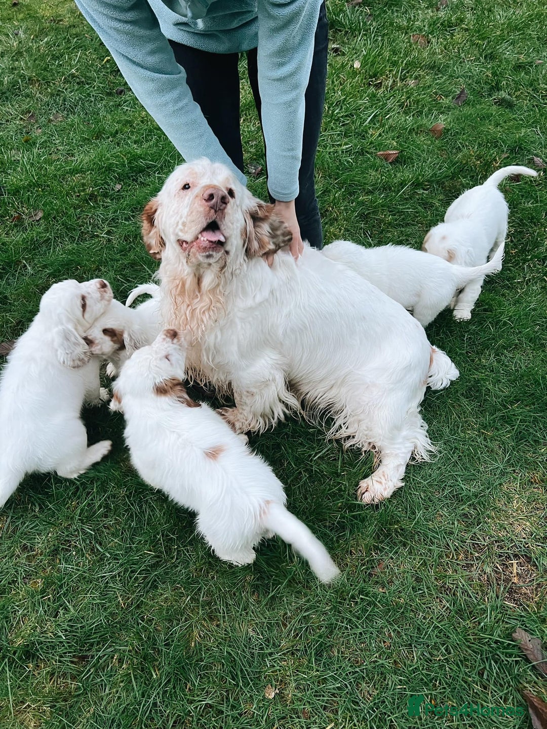 Clumber Spaniel dogs for sale: affectionate Clumber Spaniel to join your family - Advert 8