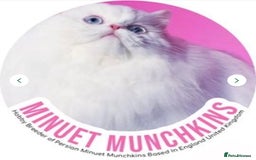 Munchkin cats for sale: White Persian Minuet munchkin blue & odd eyes - Image 3