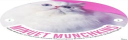 Munchkin cats for sale: White Persian + Minuet Munchkin w Breeding Rights - Advert 5