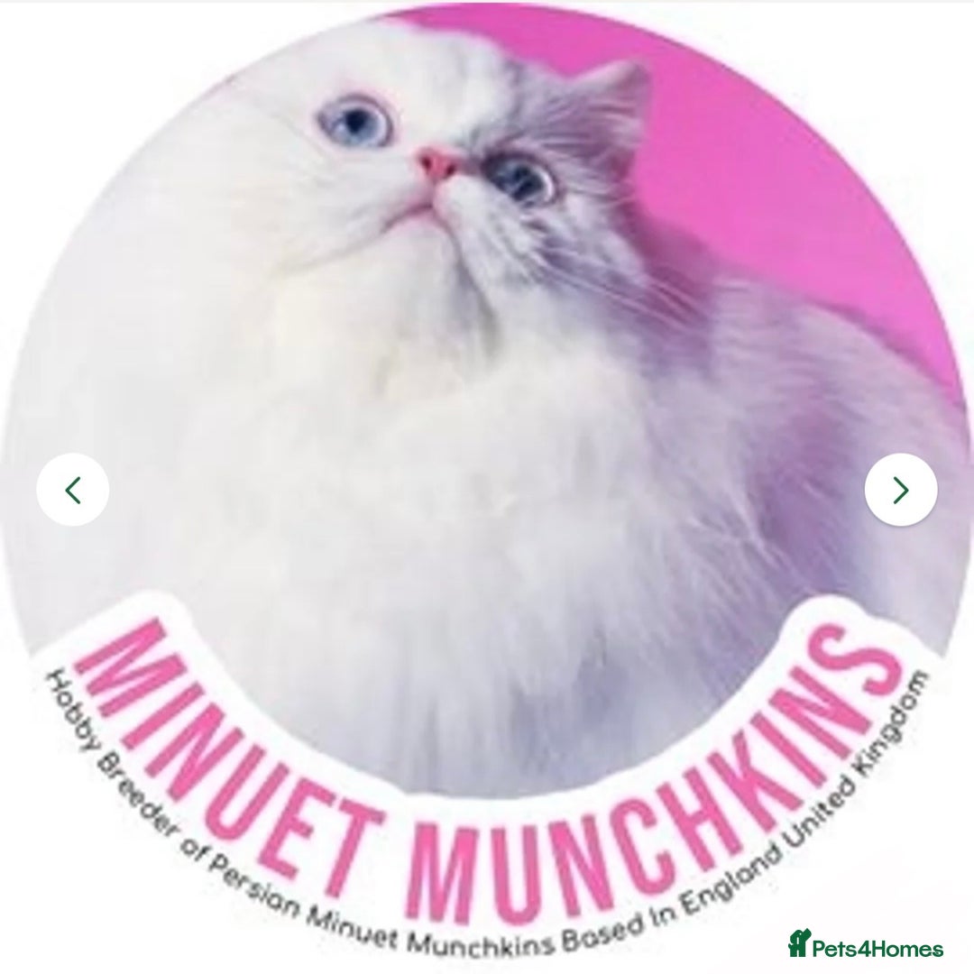 Munchkin cats for sale: White Persian Minuet munchkin blue & odd eyes - Image 3