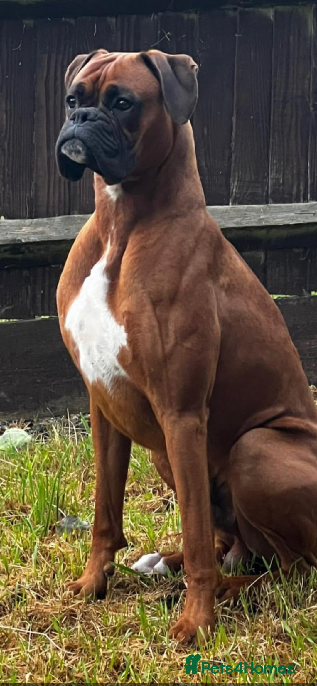 Boxer dogs for sale: Boxer puppy female - Advert 6