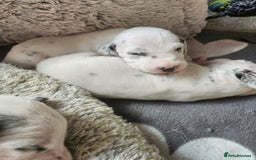 Dalmatian dogs for sale: Gorgeous dalmatian puppies  - Image 9