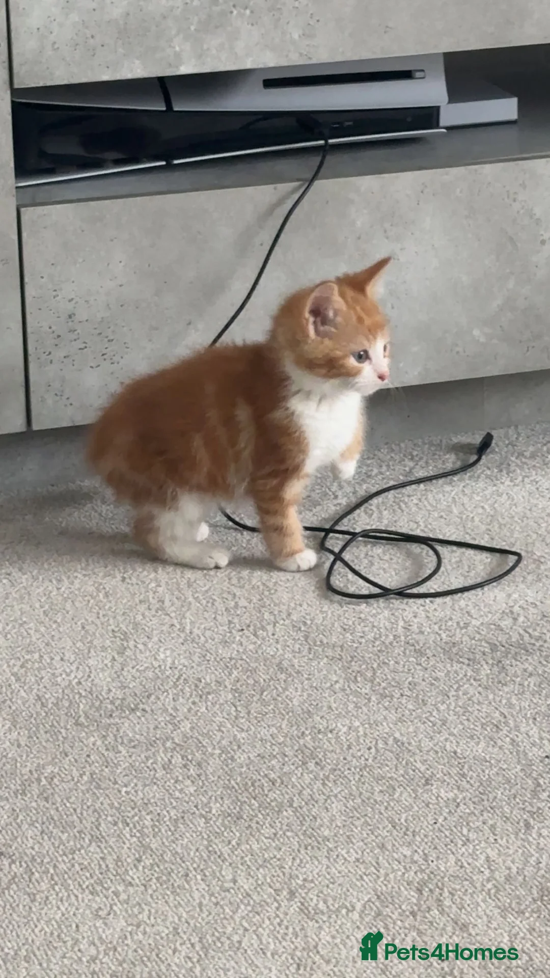 British Shorthair cats for sale: stunning kittens😍 - Advert 6