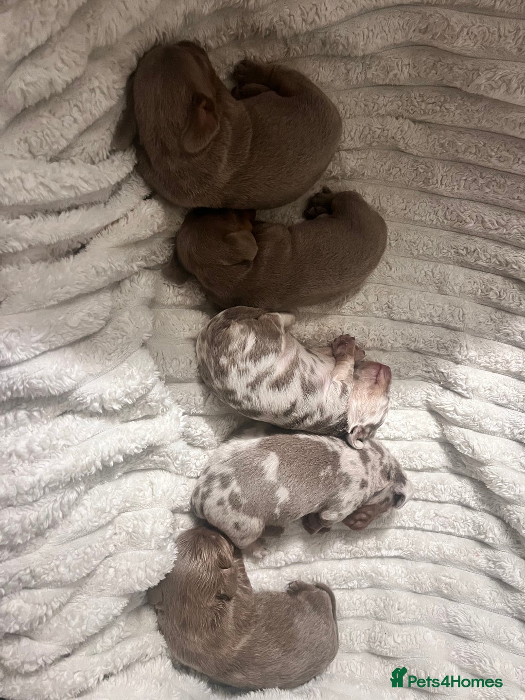 Miniature Dachshund dogs for sale: 🖤🐶Beautiful Miniature Dachshund Puppies🖤🐶!! - Image 8