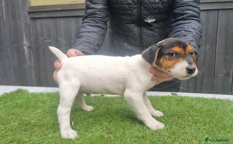 Jack Russell dogs - Advert 2