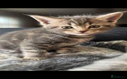 Maine Coon cats for sale: 7 Maine Coon x Bengal kittens - Image 9