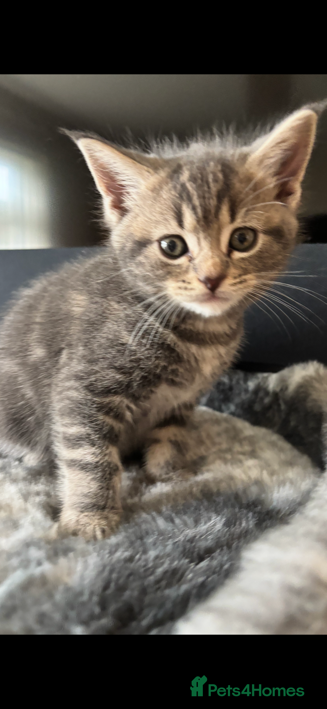 Maine Coon cats for sale: 7 Maine Coon x Bengal kittens - Image 9