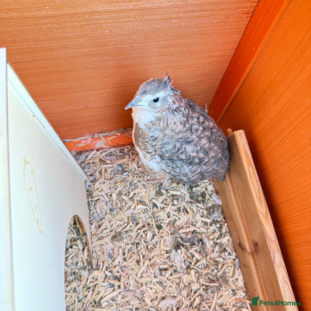 Quail poultry for sale: Two male quail  - Advert 1