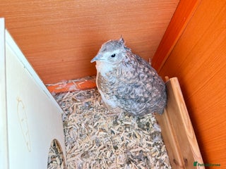 Quail poultry Two male quail - Advert 7