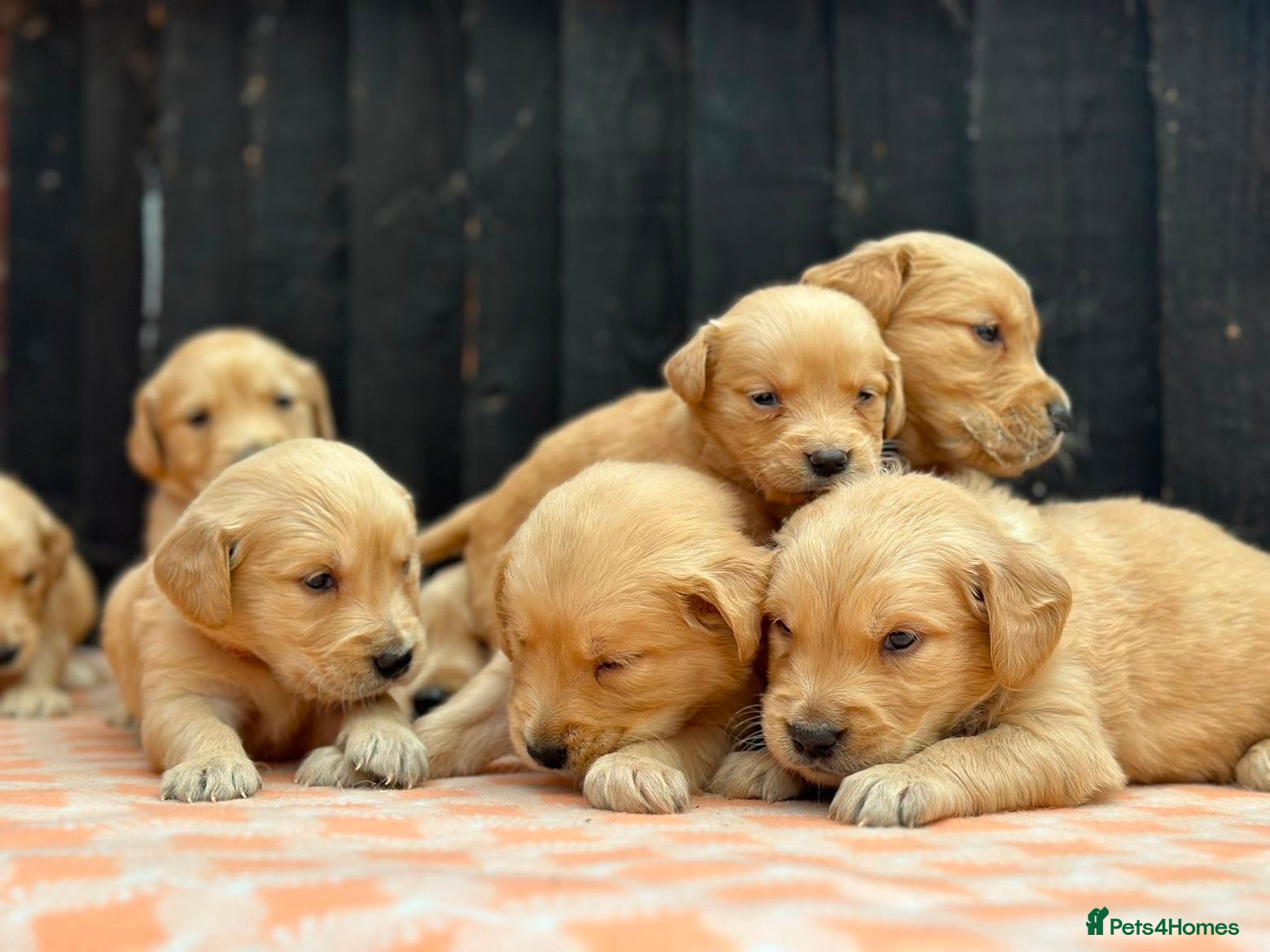 Golden Retriever dogs CHUNKY PEDIGREE KC GOLDEN RETRIEVER PUPPIES  - Advert 4