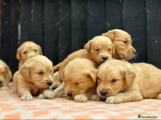 Golden Retriever dogs CHUNKY PEDIGREE KC GOLDEN RETRIEVER PUPPIES - Advert 4