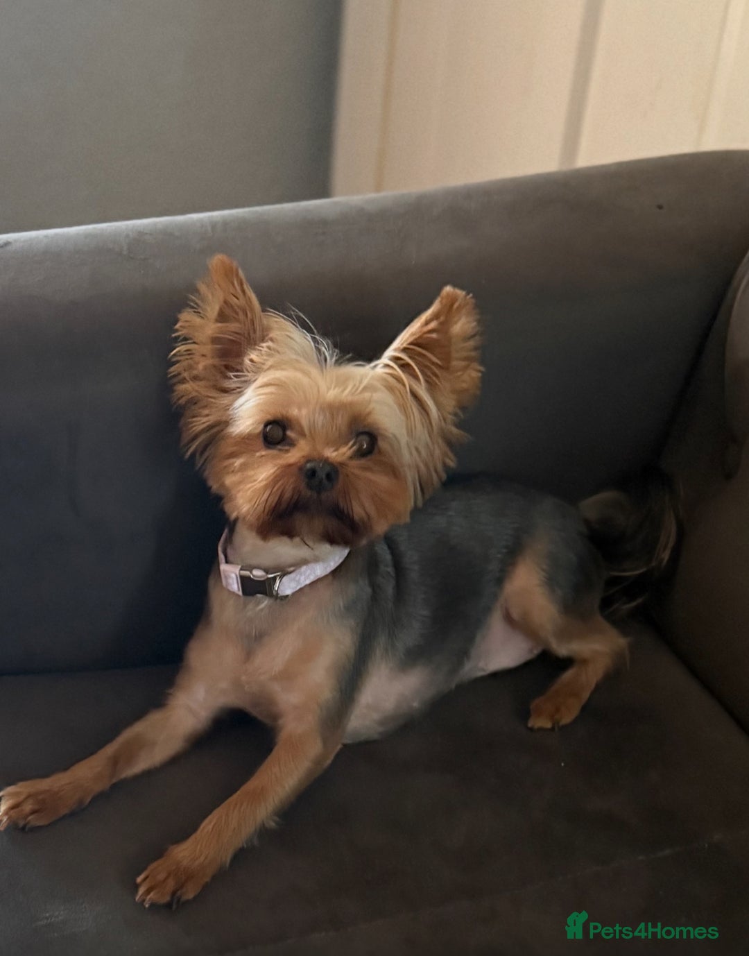 Yorkshire Terrier dogs for sale: Female Yorkshire Terrier  - Image 2