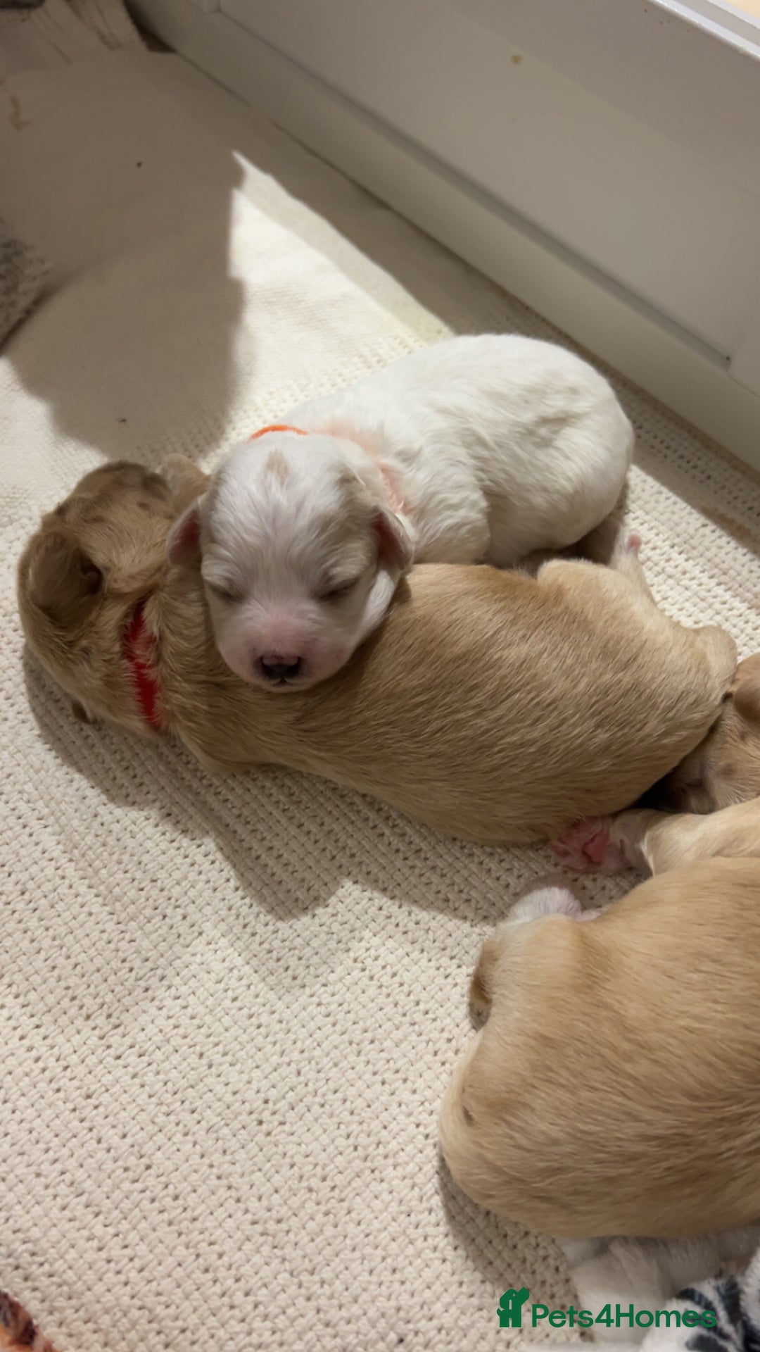 Maltipoo dogs for sale: 4 Adorable F2 Maltipoo pups - Advert 6