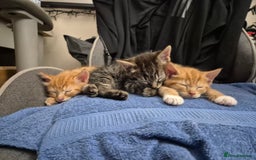 Domestic Shorthair cats for sale: Kittens for sale - Image 10