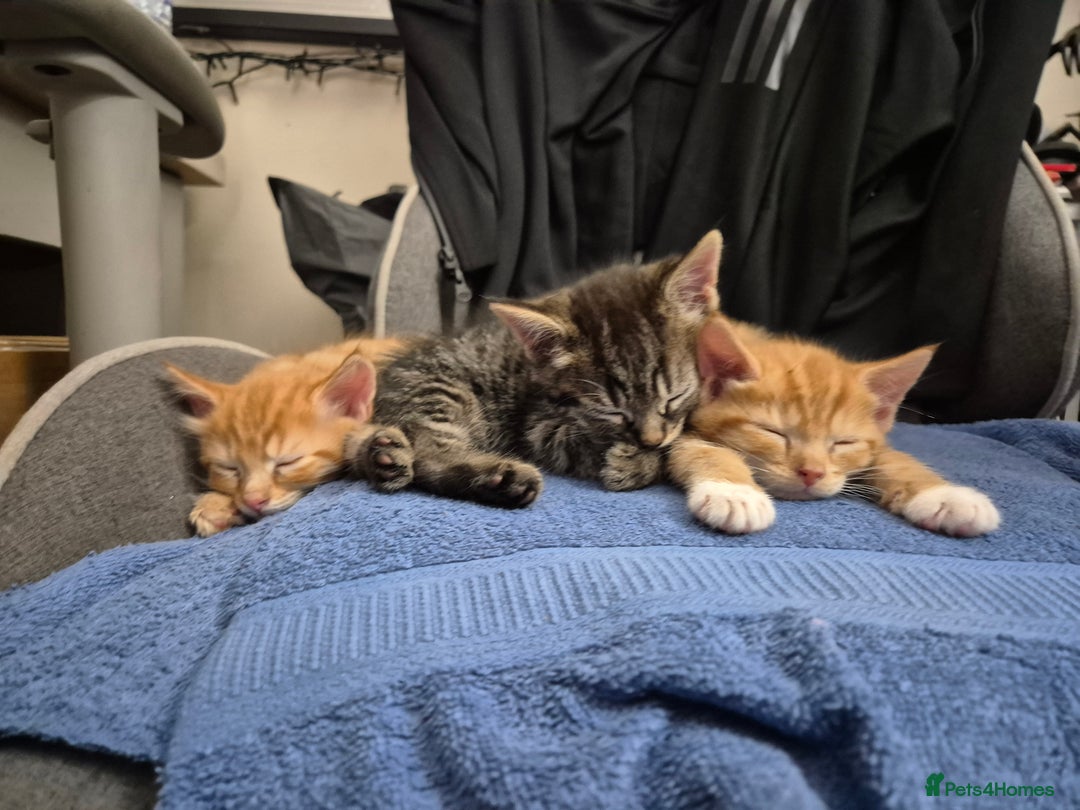 Domestic Shorthair cats for sale: Kittens for sale - Image 10