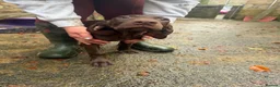 German Shorthaired Pointer dogs for sale: German shorthaired puppies in Kilmarnock - Advert 4