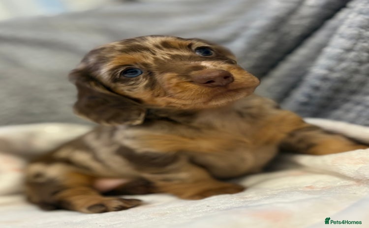 Miniature Dachshund dogs - Advert 4
