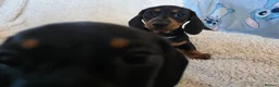 Dachshund dogs for sale: Six beautiful miniature smooth haired dachshunds - Advert 22