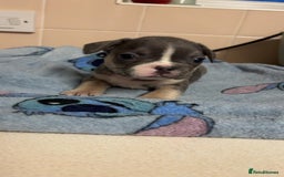 French Bulldog dogs for sale: French bulldog  - Image 7