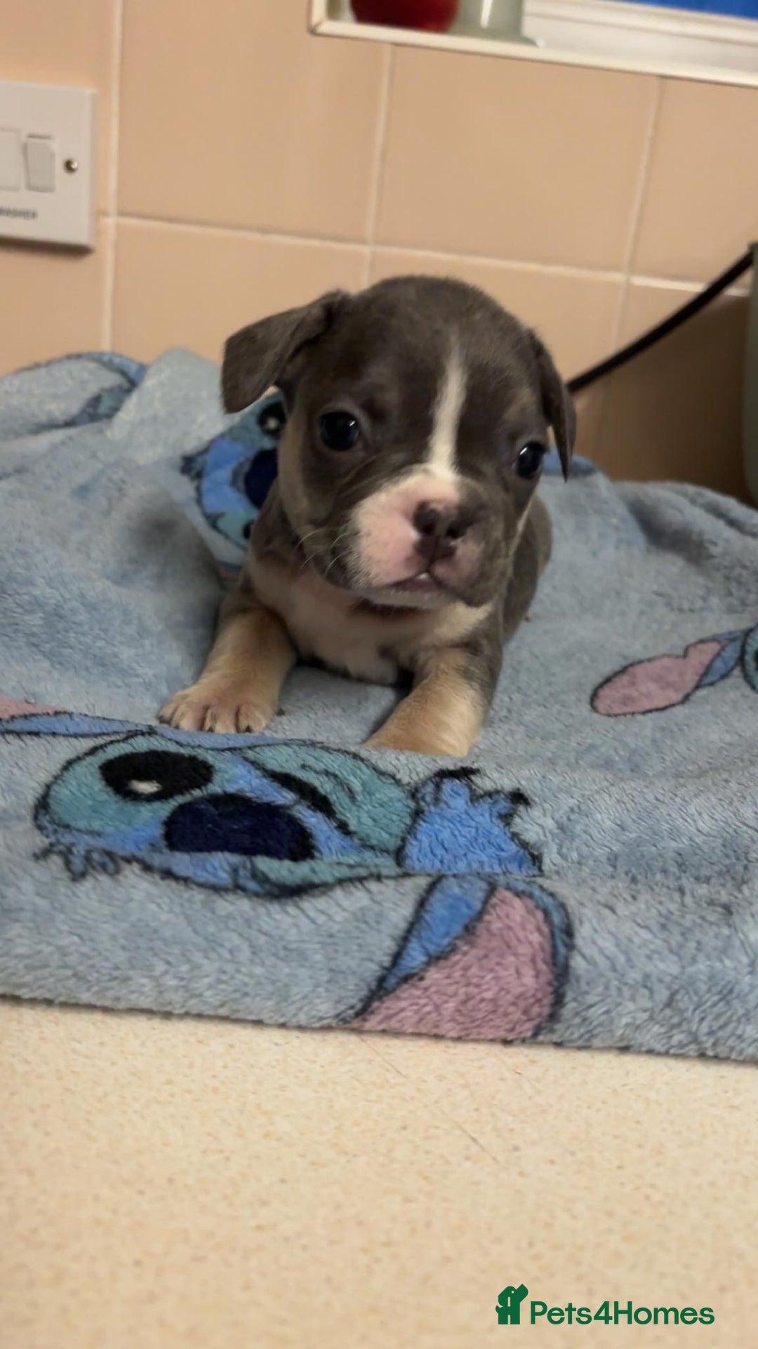 French Bulldog dogs for sale: French bulldog  - Image 7