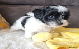 Shihpoo dogs for sale: Adorable little Shihpoo's, sold fully vaccinated - Image 15