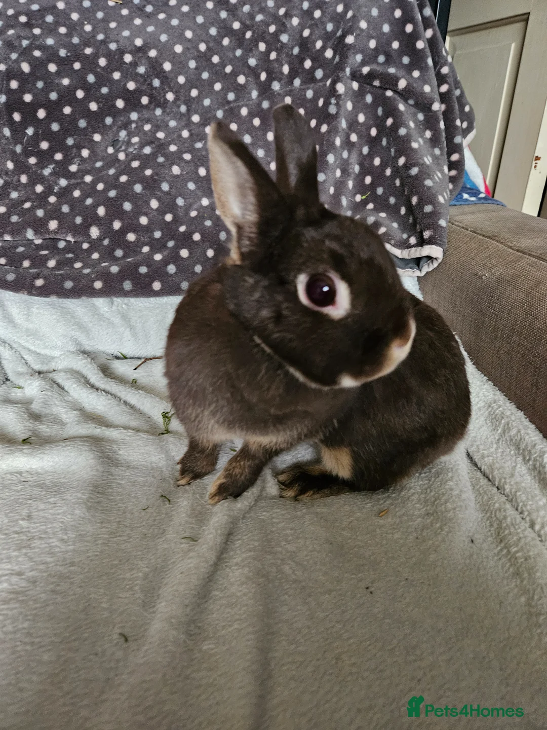 Netherland Dwarf rabbits for sale: Chocolate Otter female  - Advert 1